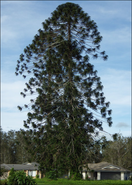 Bunya Pine trees in Kempsey, NSW, Australia